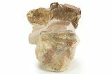 Fossil Plesiosaur (Thililua?) Cervical Vertebra - Asfla, Morocco #329729-4